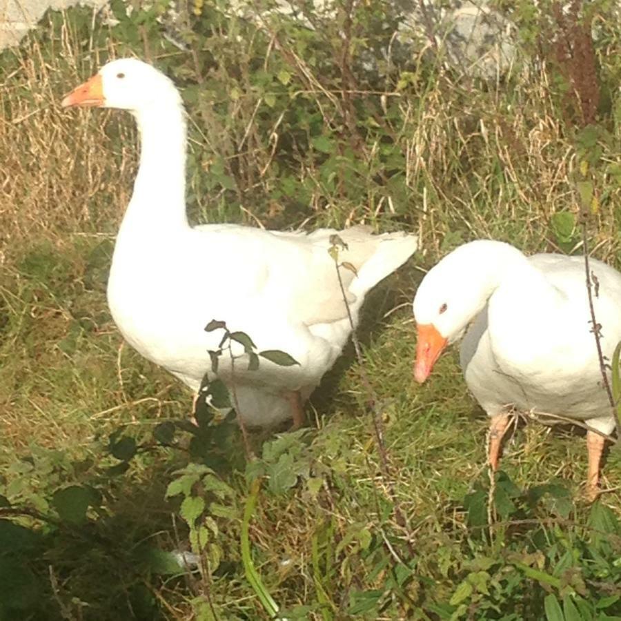 Broadacre Farm Bed & Breakfast Stabannan Bagian luar foto